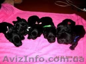 продам щенков скотч-терьера #322743