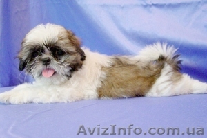 Ши-тцу (мальчик) - Матти Султан Стар #325561