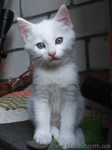 Белая пушистая кошечка  3 месяца #320901