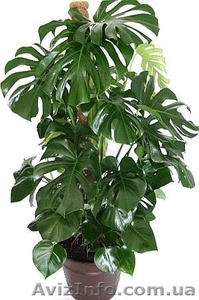 продам большую монстеру #333218