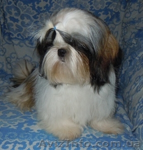 Ши-тцу - продаются щенки. #337893