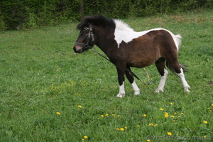Пони жеребец возраст три года #323673