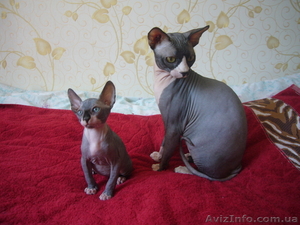 Милые очаровашки - котята канадского сфинкса #326401