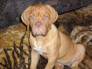 щенки бордоского дога #308536
