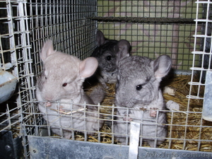 Продам шиншилл оптом #334741