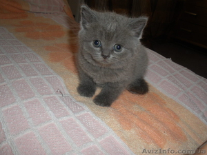 Британская кошечка  #334018