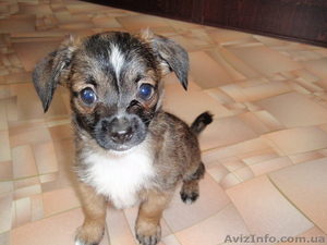 Internet Explorer 7.0 #312694