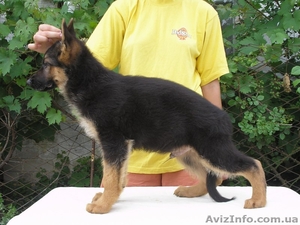 Щенки немецкой овчарки от Гранд Чемпиона Украины #310990