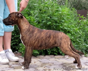 Очаровательные Девочки Аст! Документы Ксу,  привиты!Почти даром! #331822