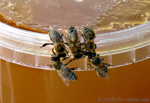 Продам мед высококачественный #319589