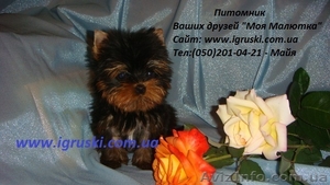 Элитные щеночки йоркширского терьера экстра-мини #324121