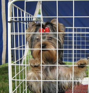 щенки йоркширского терьера,  перспективные для выставок,  5 месяцев #336074