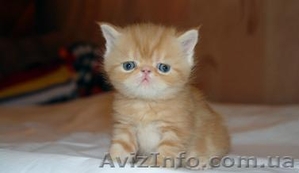 Срочно! Остался один котенок - Экзот,  черепашкового окраса,  экстримал #330594