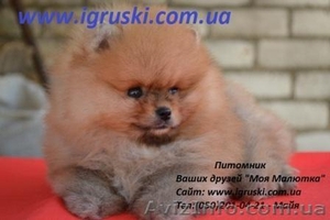 Щенки Померанского шпица шоу-класса #318802