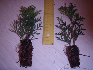 Саженцы туи Смарагд #337813