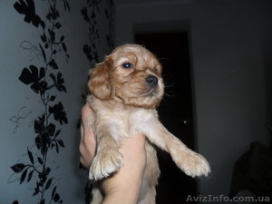 щенки английского кокера #317982
