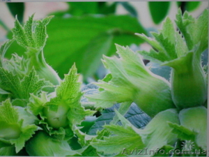 Фундук морозостойкий #307638