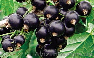 Чёрная смородина #307659