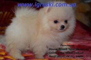 Элитные щеночки померанского шпица #331165