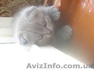 Продается шотландская вислоухая девочка голубого окраса #329010