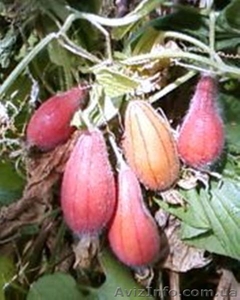 семена и клубни тладианты #323658