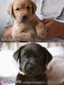 Продаются щенки лабрадора #311245