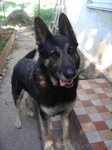 Продам щенка восточно-европейской овчарки #337630