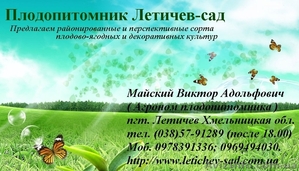 Саженцы Плодопитомник  Летичев-Сад #323210