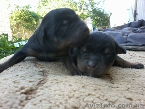 ПРОДАМ ЩЕНКА РОТВЕЙЛЕРА #320096