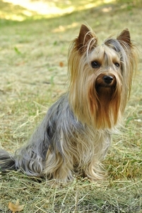 Кобель йоркширского терьера приглашает на вязку #331706