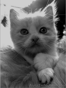 Отдам котенка в хорошие и заботливые руки #323954