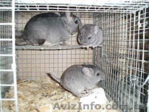 Работа,  бизнес в селе,  на дому #320643