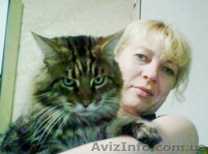 Котята МЕЙН КУН питомник  Bartalameo предлагает котят  #347878