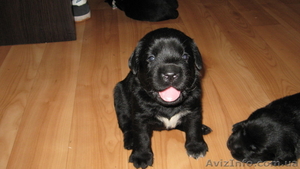 ПРОДАМ щенков лабрадора черного окраса #353594
