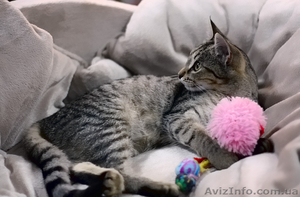 грациозный котенок-леопардик в добрые руки #369370