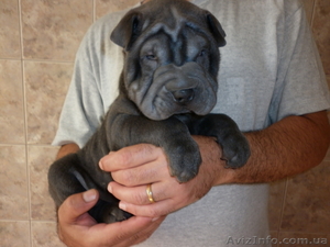 Замечательные шар-пенята #340985