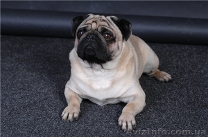 Продам щенка мопса #349488