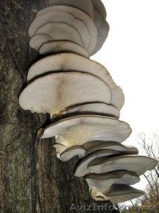 Мицелий вешенки #350713