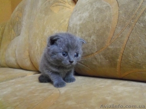 Шотландские плюшки #368138