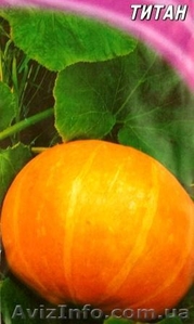 семена тыквы крупноплодной и на кашу #356816