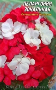 семена комнатных растений #353035