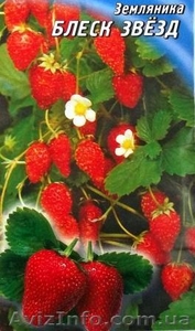 семена земляники ремонтантной #352012