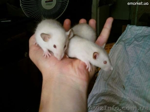 Крысики Dambo Seams #355830