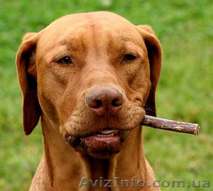 Помогу  напечатать и расклеить Ваши объявления #351171