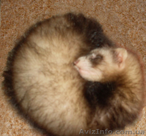 Продаются щенки фретки #345240