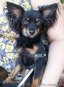 Той-терьер вязка #365458