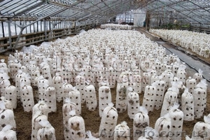 Пакеты для мицелия #350716