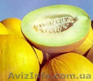 Продаем дыни оптом #340049