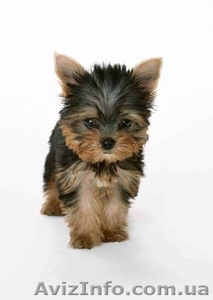 Щенки Йорка отличного качества  #339495