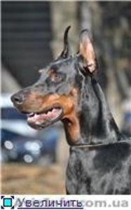 продаем щенков добермана #353543